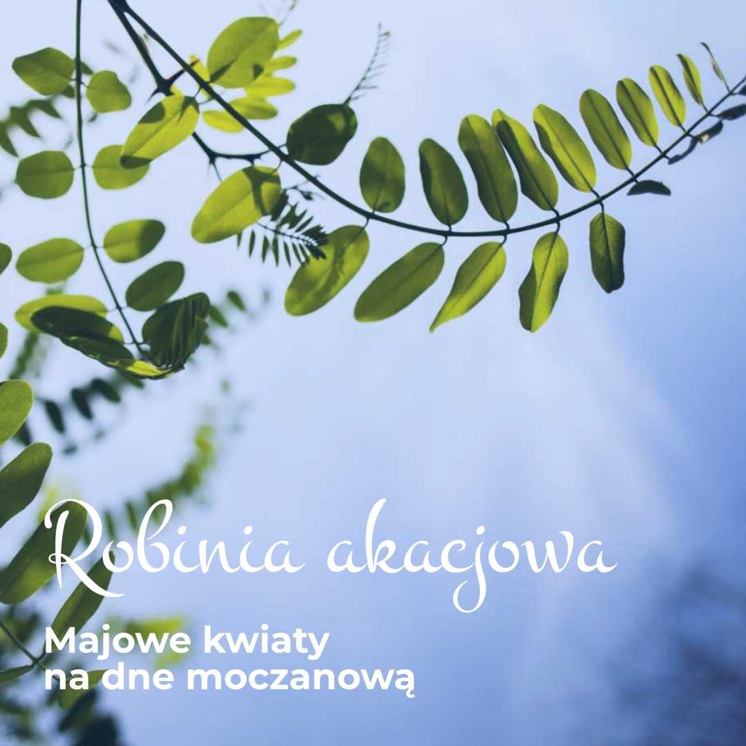 Akacja leki na dnę moczanową