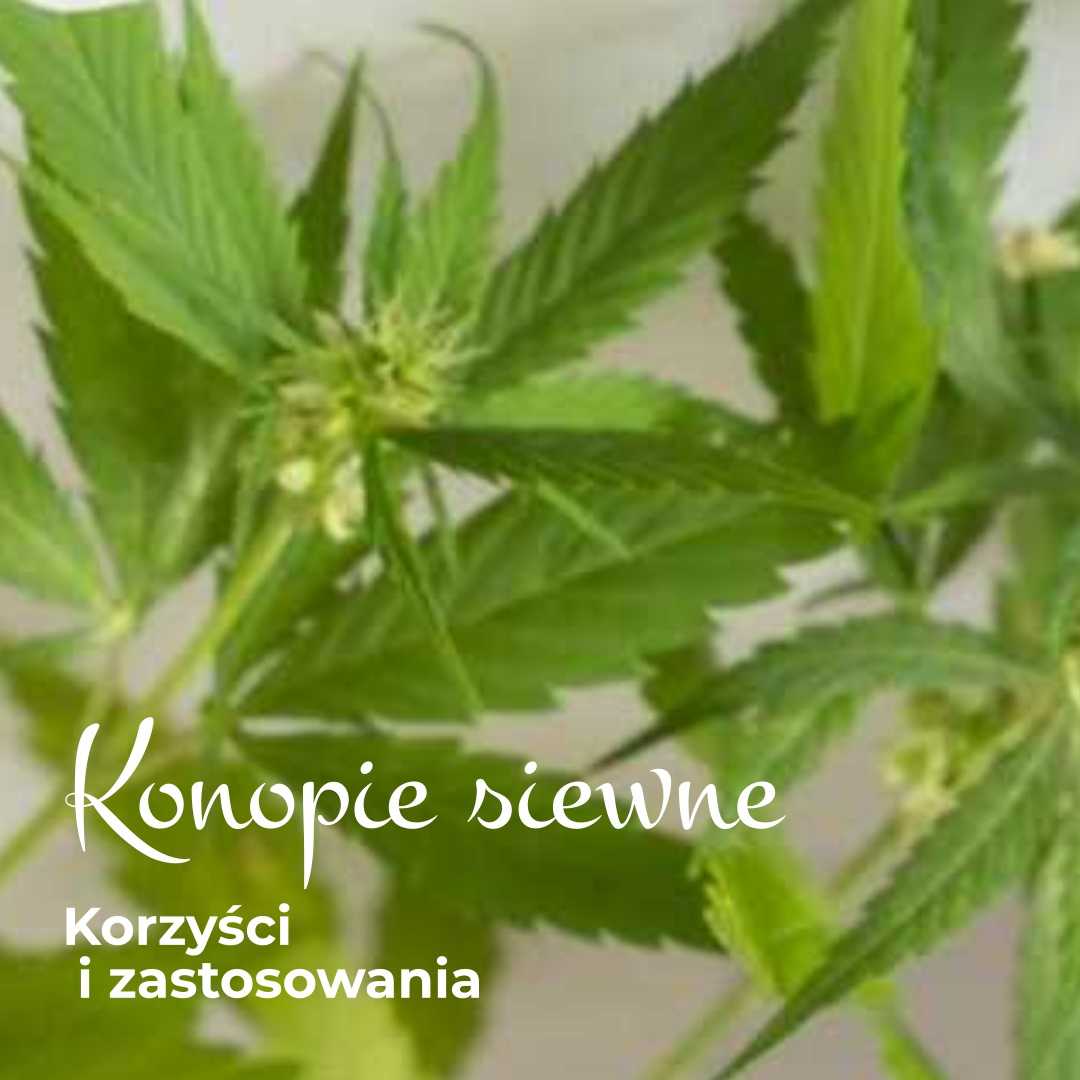 Konopie siewne