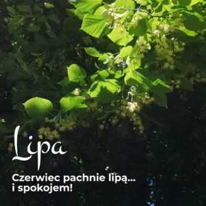 Właściwości usokajające lipy